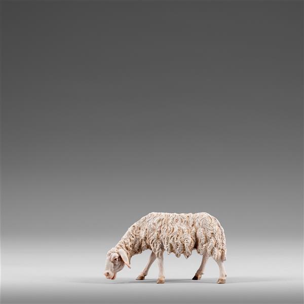 Sheep grazing - color