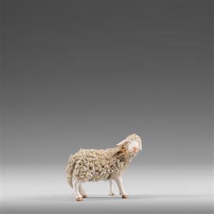 Schaf mit Wolle zurückschauend