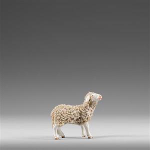 Schaf schauend mit Wolle