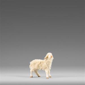 Sheep with wool beige
