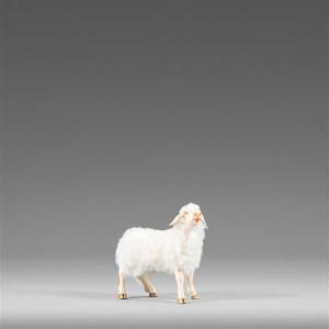 Sheep with wool white