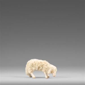 Sheep with wool grazing beige