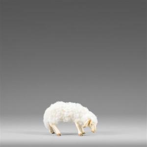 Sheep with wool grazing white