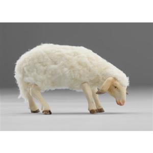 Sheep with wool