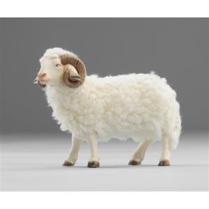 Ram with wool