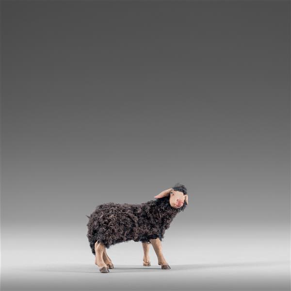 Schaf mit Wolle schwarz zurückschauend - color