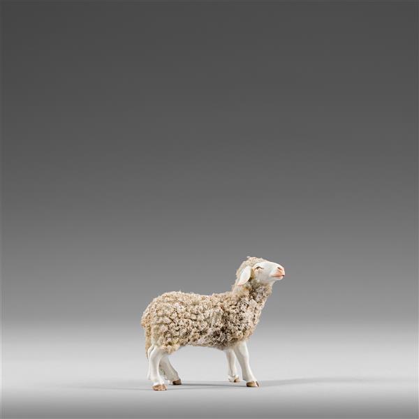 Schaf schauend mit Wolle - color
