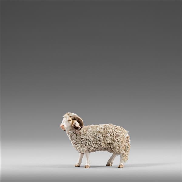 Ram with wool - color