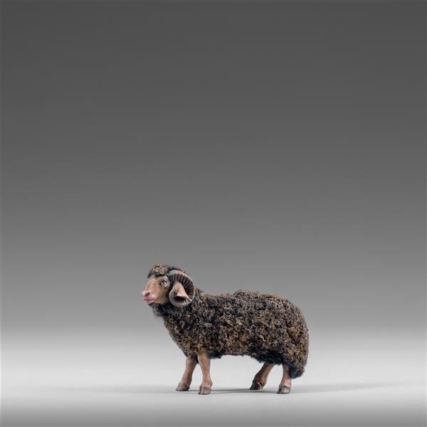 Ram with dark wool  - color