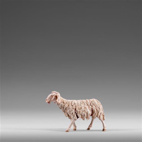 Sheep walking - color