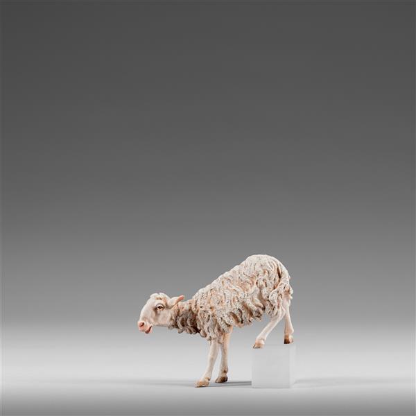 Sheep for step - color