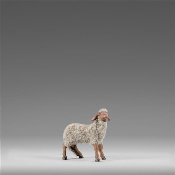 Sheep with wool gray - color