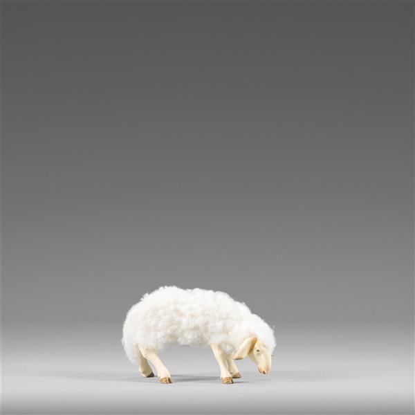 Sheep with wool grazing white - color