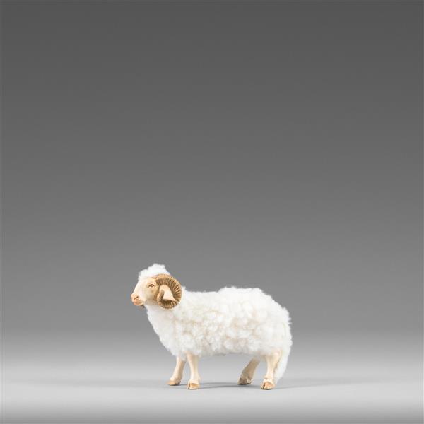 Ram with wool  white - color