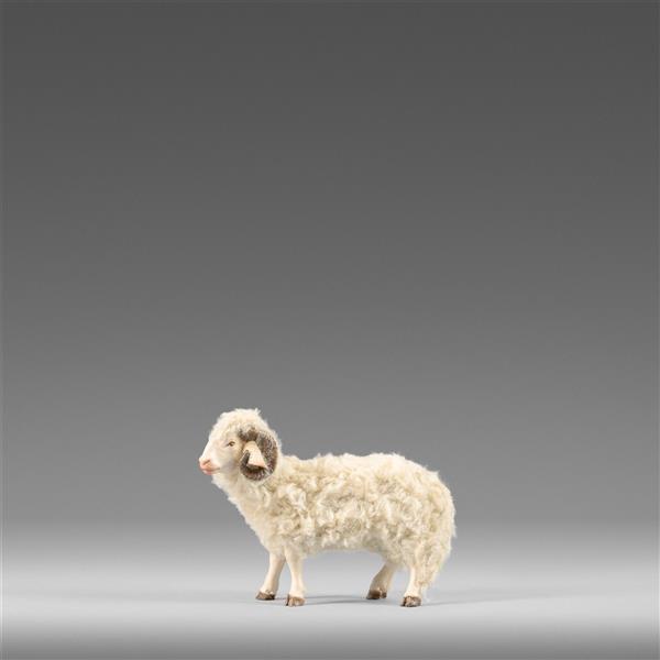Ram with wool beige - color