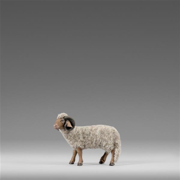 Ram with wool gray - color
